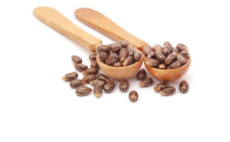 Castor Seeds Suppliers in Ahmedabad, Gujarat, India