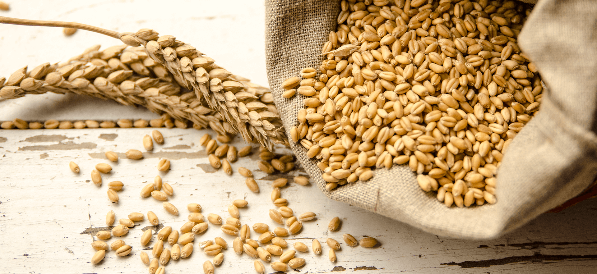 Wheat Seeds Suppliers in Ahmedabad, Gujarat, India